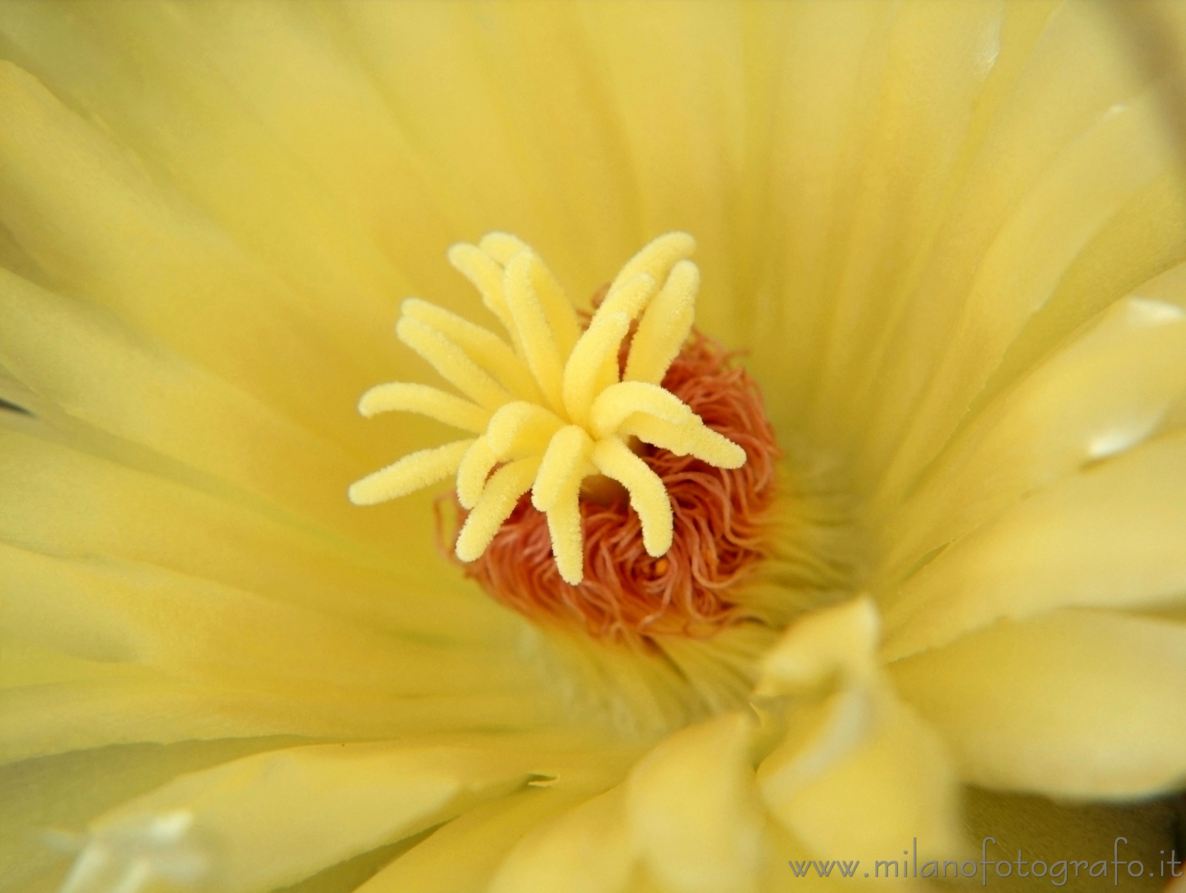 Milano - Dettaglio di fiore di Leuchtenbergia princeps